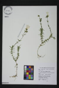 Phlox nivalis image