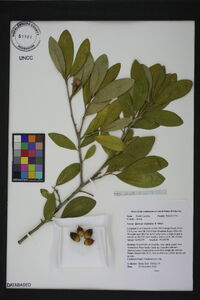 Quercus virginiana image