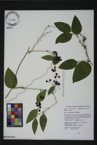 Smilax smallii image