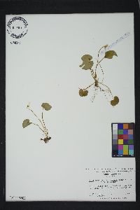 Viola minuscula image