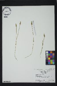 Polygala verticillata var. isocycla image