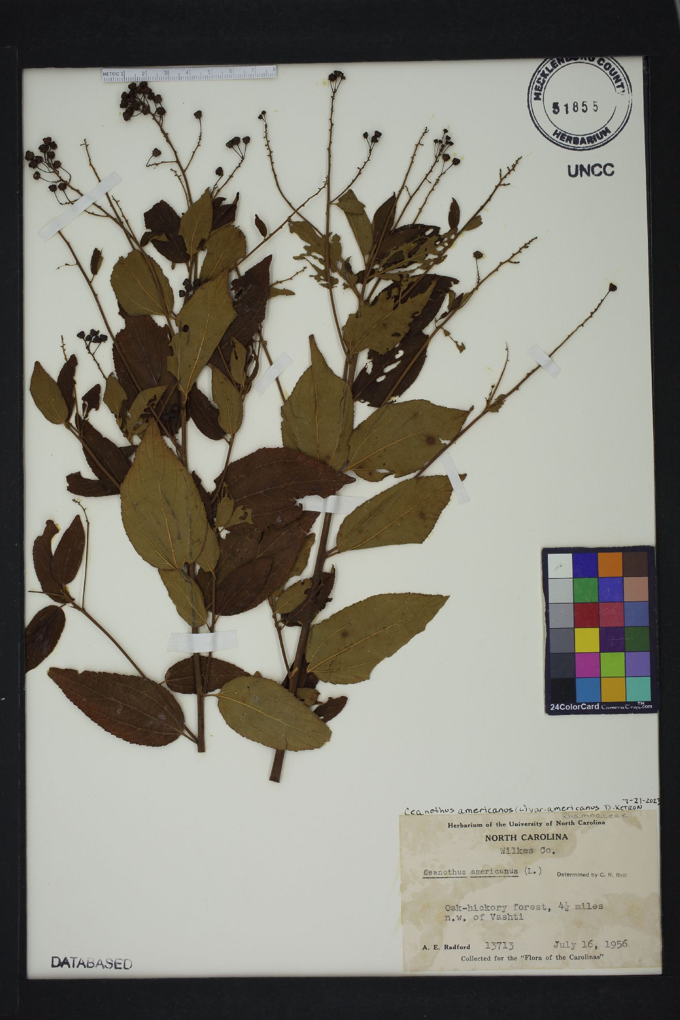 Ceanothus americanus var. americanus image