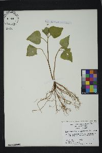 Viola glaberrima image