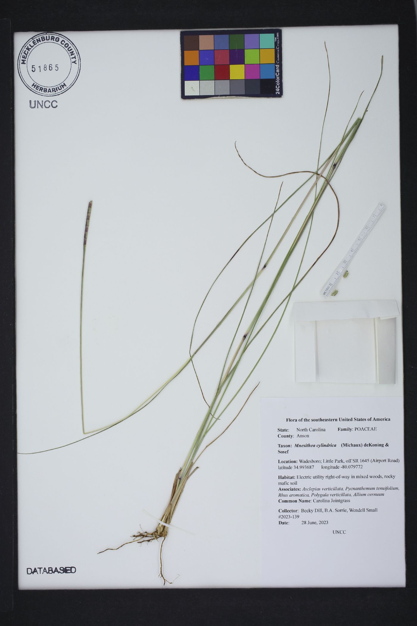 Mnesithea cylindrica image