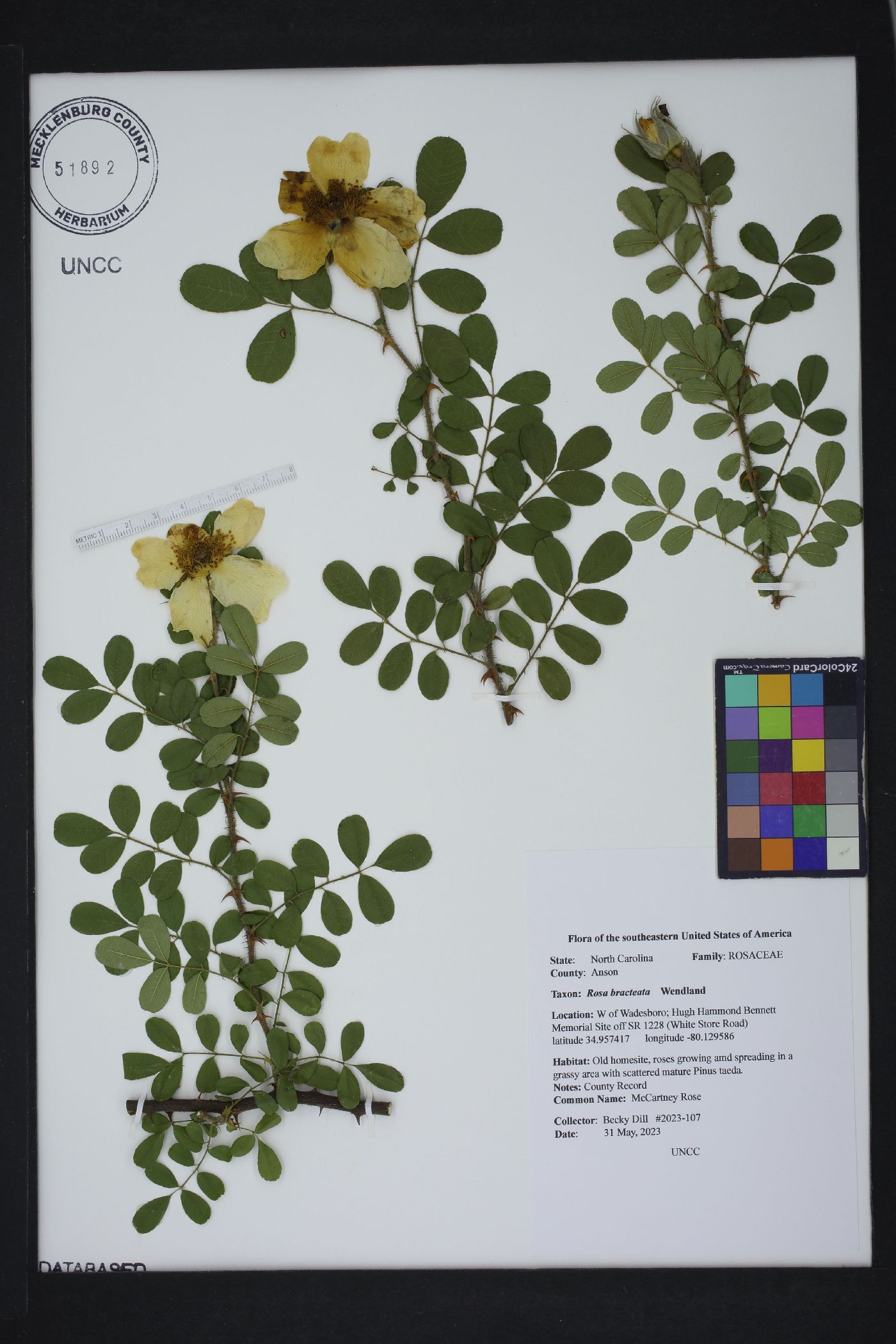 Rosa bracteata image