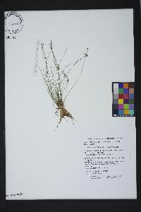 Eleocharis baldwinii image