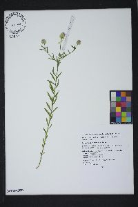 Polygala sanguinea image