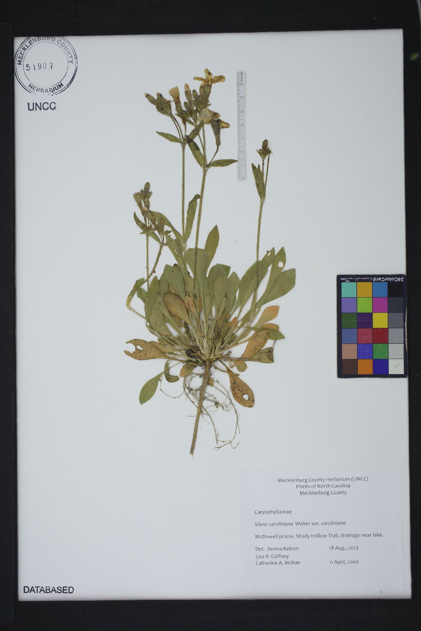 Silene caroliniana subsp. caroliniana image