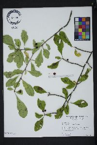 Ilex longipes image