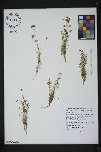 Bulbostylis barbata image