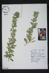 Lespedeza capitata image