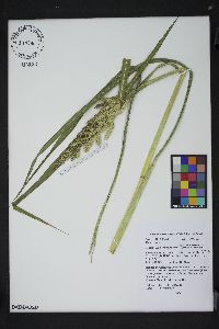 Echinochloa muricata var. microstachya image