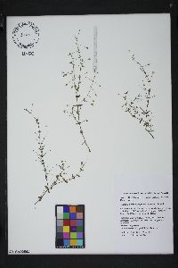 Lindernia dubia var. anagallidea image