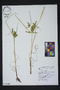 Cyperus iria image