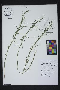 Dulichium arundinaceum var. arundinaceum image