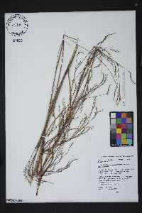 Schizachyrium scoparium var. scoparium image