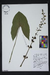 Sagittaria australis image