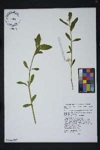 Alternanthera philoxeroides image