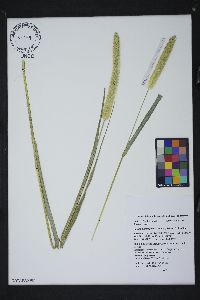 Setaria pumila image