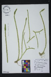 Lycopodiella alopecuroides image