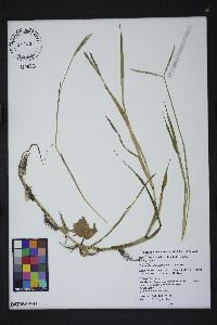 Paspalum distichum image