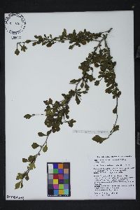 Crataegus spathulata image