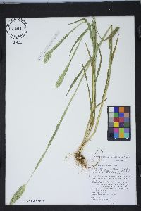 Phalaris caroliniana image