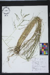 Eragrostis curvula image