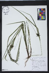 Carex intumescens var. intumescens image