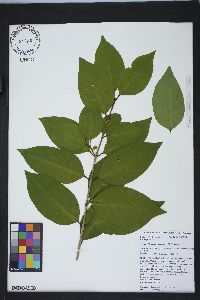 Ligustrum lucidum image