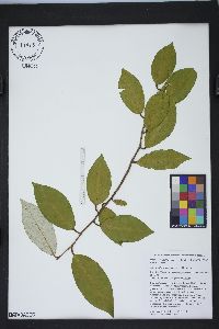 Elaeagnus pungens image