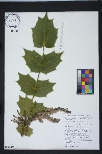 Mahonia bealei image