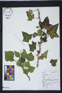 Hedera helix image