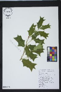 Ilex cornuta image