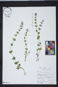 Scutellaria parvula image