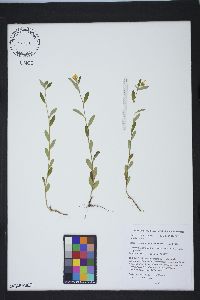 Crocanthemum canadense image