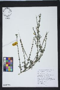 Cytisus scoparius image