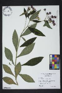 Vernonia noveboracensis image