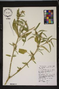 Croton lindheimeri image