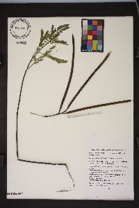 Sesbania herbacea image