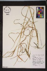 Andropogon gyrans image