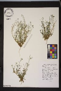 Arabidopsis thaliana image