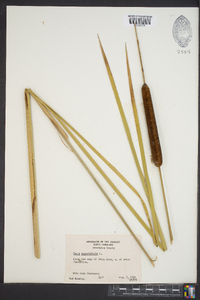 Typha angustifolia image