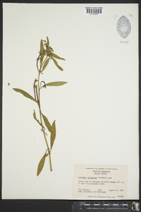 Ludwigia leptocarpa image