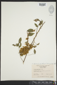 Cuscuta gronovii image