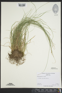 Carex texensis image