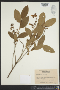 Lyonia mariana image