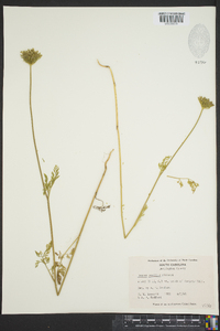 Daucus pusillus image