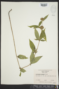 Pycnanthemum montanum image