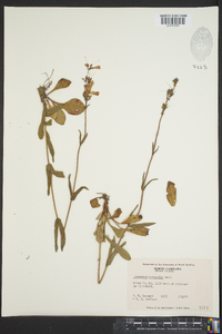 Penstemon australis image